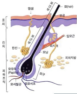 안구정화 그림