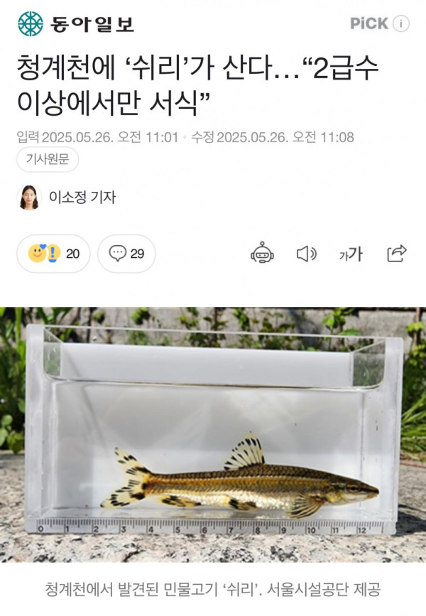 안구정화 그림
