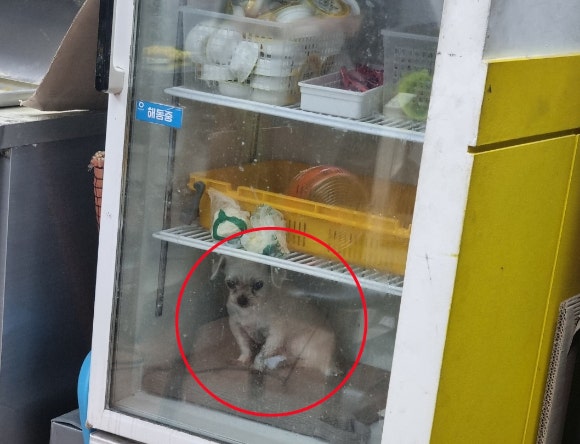 냉장고 속의 반려견 [사진=온라인 커뮤니티]