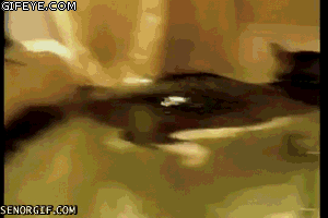 14f00f099fb95ac09365ae0d03ca1321_1754154357_4957.gif