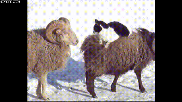 1a3a1dacb9121c2ed4006373919316c6_1754233689_2431.gif
