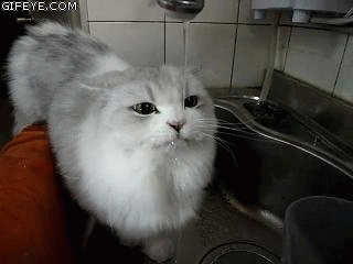 1c20c6d273125b30749a368fe528070a_1754233867_3262.gif
