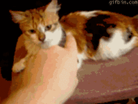 2844457ed678fc70945a0cec3c64866c_1754666060_0769.gif