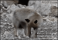 4636c87738f36c55462684924ae7315c_1754666156_8185.gif
