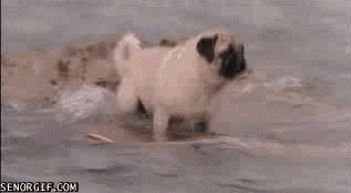 46aa9af52279abe61c33db384b073394_1754947792_4601.gif