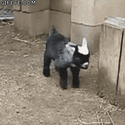 47a91dbc1005392737720c27f4289b00_1754493616_797.gif