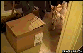 6b22ef07676c2300bd5e18f6aff69d7b_1754843515_6626.gif