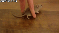 6b2928c9adfc08f116fd8594b5b64f25_1754408237_2369.gif