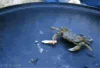 6c538858bf55cee6ddff48494f2bb440_1754041151_1703.gif