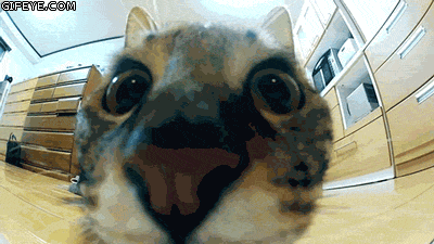 702c885a7fcc8614189dbbef080022b0_1754408417_375.gif