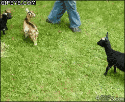 826829ae8bb1aa8ccf9cf66cd07ef276_1754493617_1364.gif