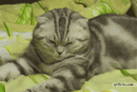 857787a94089fc8519964fea845760bf_1754665674_9765.gif