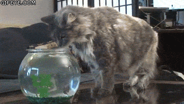 8dcc8f65e9a9afac71dba0b815aeaed1_1754233962_4137.gif