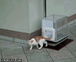 a1b6289c6c2b2d29f85a4ee77af0d93b_1754079928_9484.gif