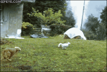 bc0dc8ce20da2f694e74eb42acff45df_1754079915_567.gif