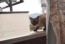 cabd97161afeecc4665eb26785d5e906_1754779987_3164.gif