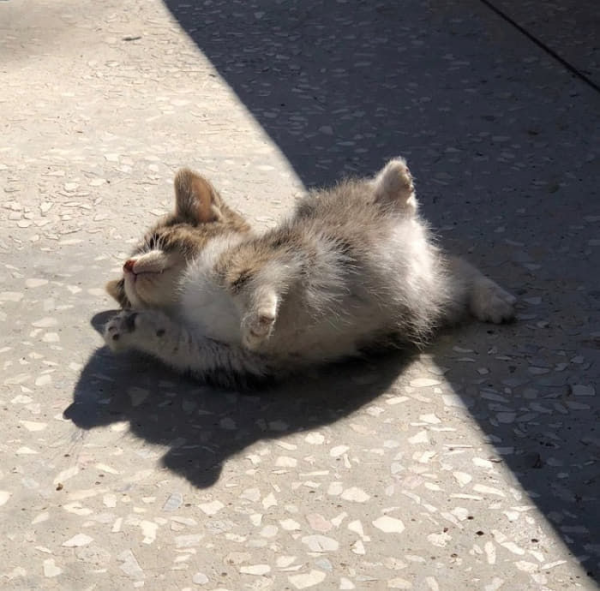 본문 이미지