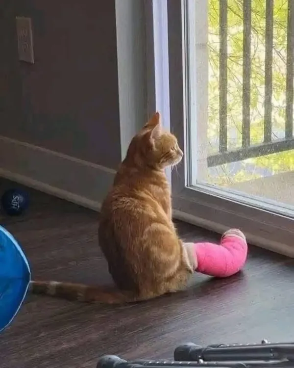 본문 이미지