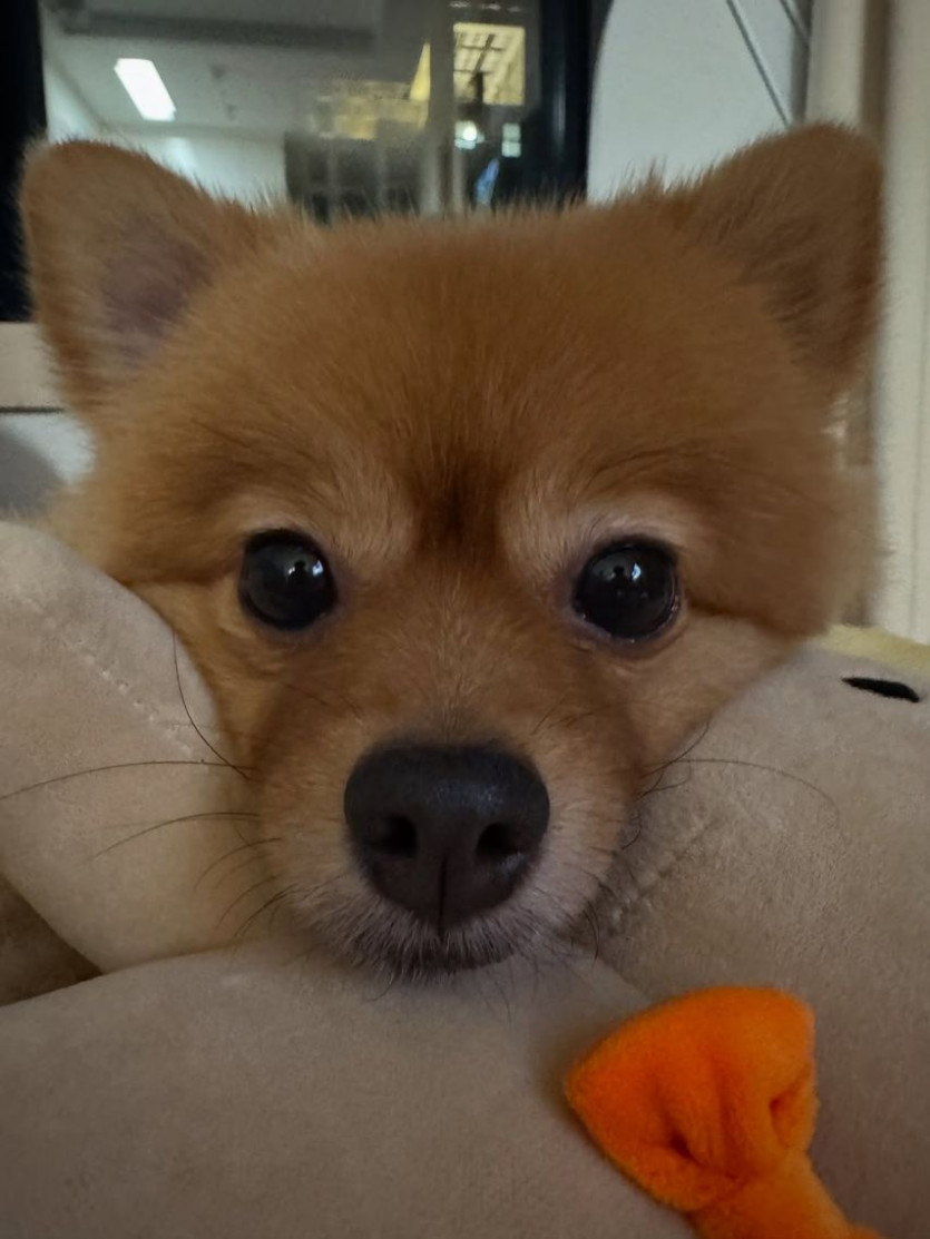 본문 이미지