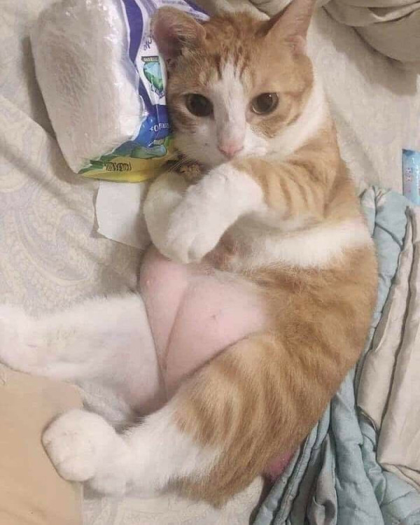 본문 이미지