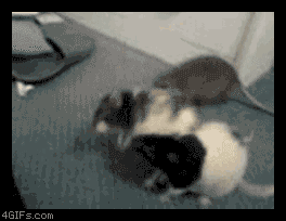 203b80ed8b4032bd21853d0240876cbb_1757430380_2529.gif