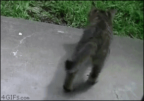 30f1dc4dd131f1017c4b9c101e1d9e2f_1756654076_8189.gif
