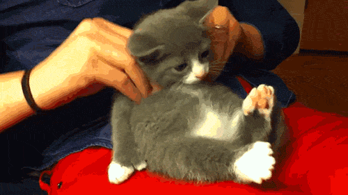 95f720feca61faff3b952c0286581175_1757691797_1949.gif