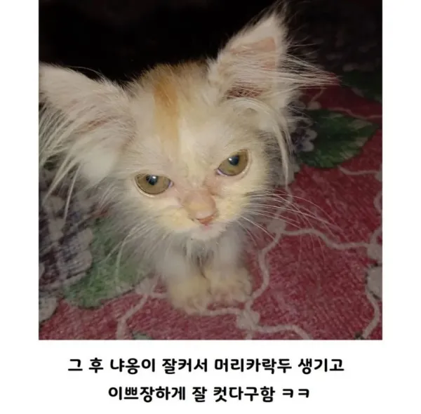 ed8784a99bd631b6782b8aefe568fcce_1756997399_7663.webp