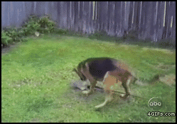 5e7a28849da96721df0c6281551d893a_1759244488_5086.gif