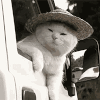 3e26c283d98c5892838b635a56eccd1d_1773798998_7163.gif