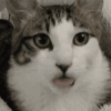74922566bd975bb793143cc55b554960_1773921425_0717.gif