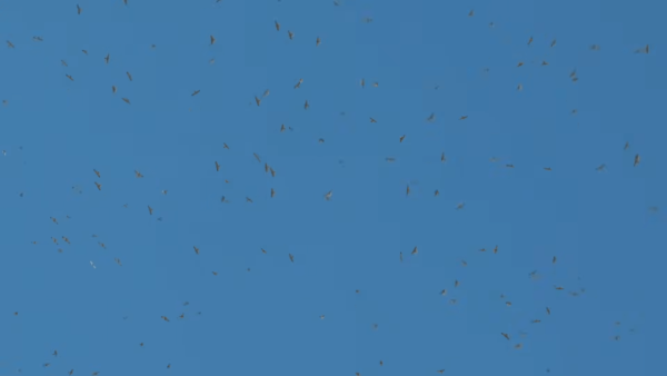 5630a359a4c930f258ed8fba4a7305ec_1773864335_7217.png