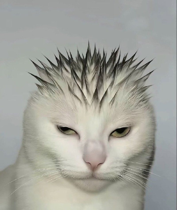 9b09aa78c302d3f34e5c0e001e63e3ee_1773833143_3977.jpg