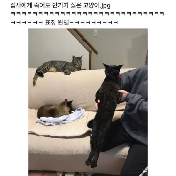 86db9e8f119e2fccff779127c97ef6ba_1790070002_065.webp