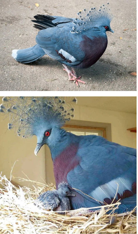 477ae000203eda0f8ef9dd145bde60bb_1792398680_2091.png